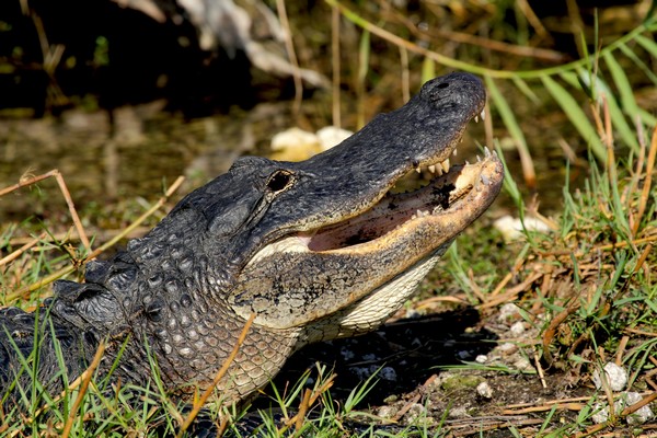 Alligator Everglades Floride