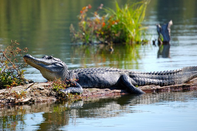 Alligator en Louisiane