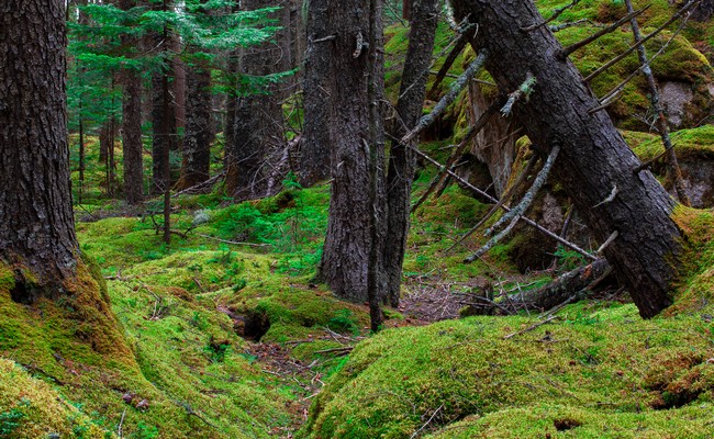 Les forêts du Maine