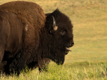 Bison - Custer State Park