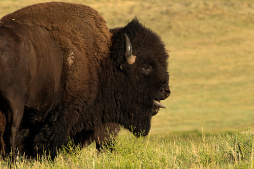 Bison - Custer State Park