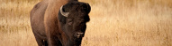 Bison de Yellowstone