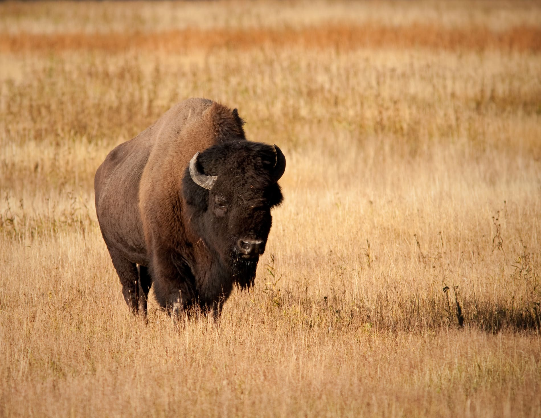 Bison de Yellowstone
