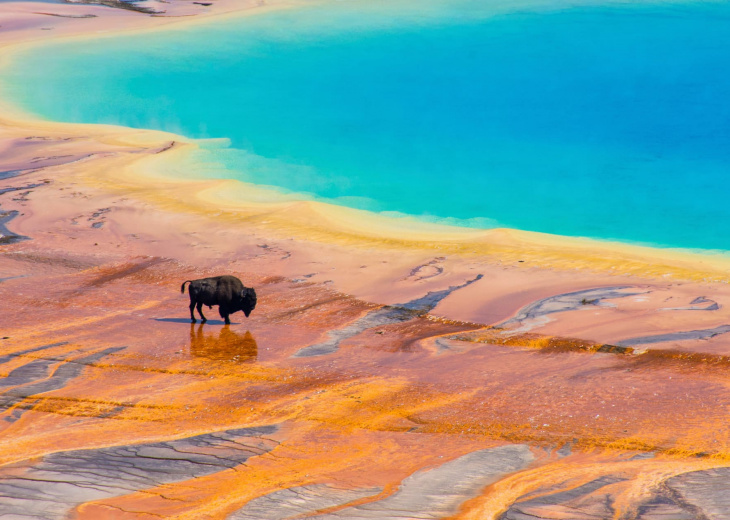 Bison Yellowstone