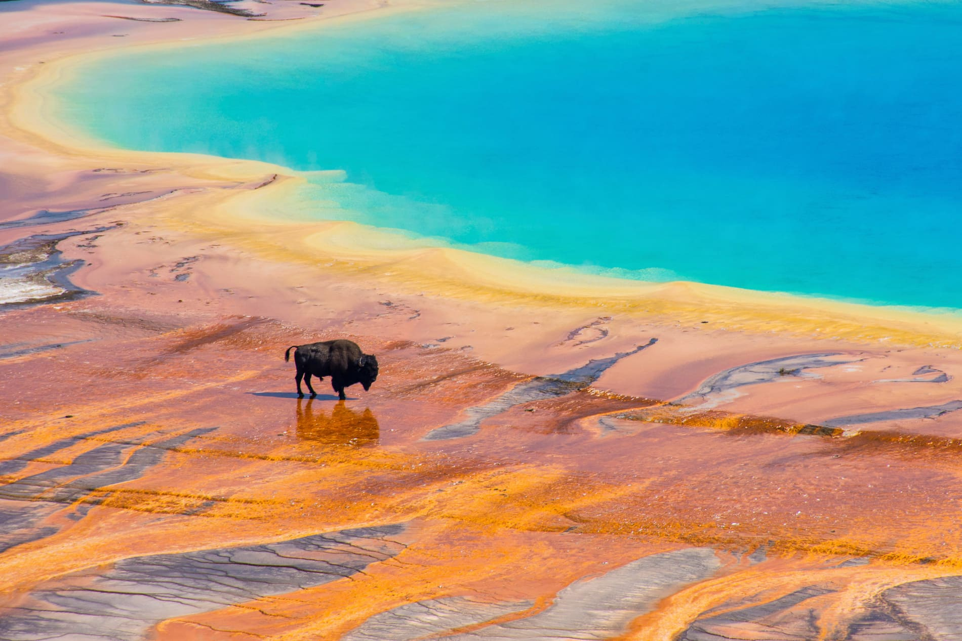 Bison Yellowstone