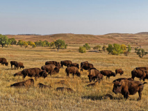 Custer State Park