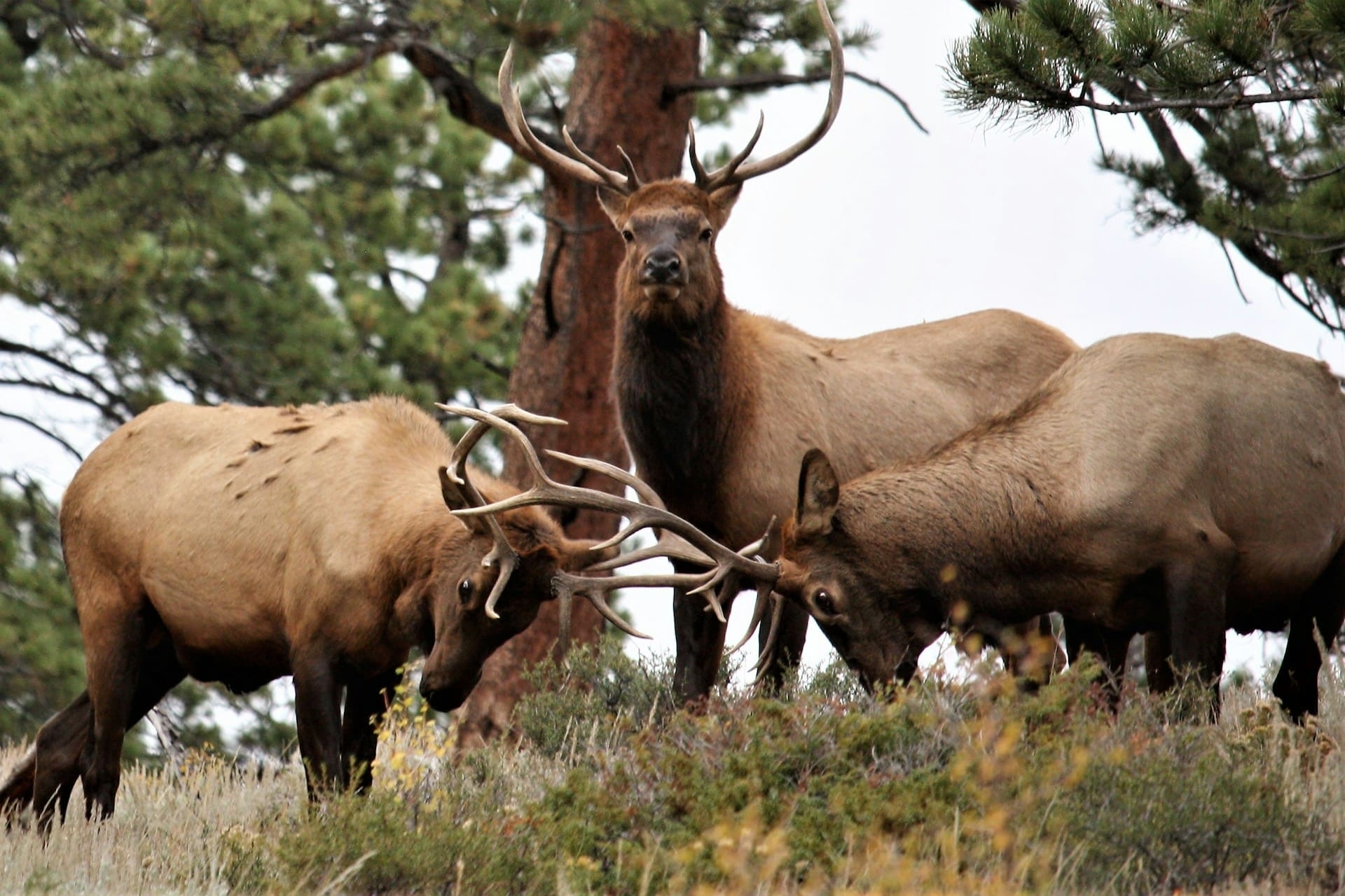 Rocky Mountain National Park