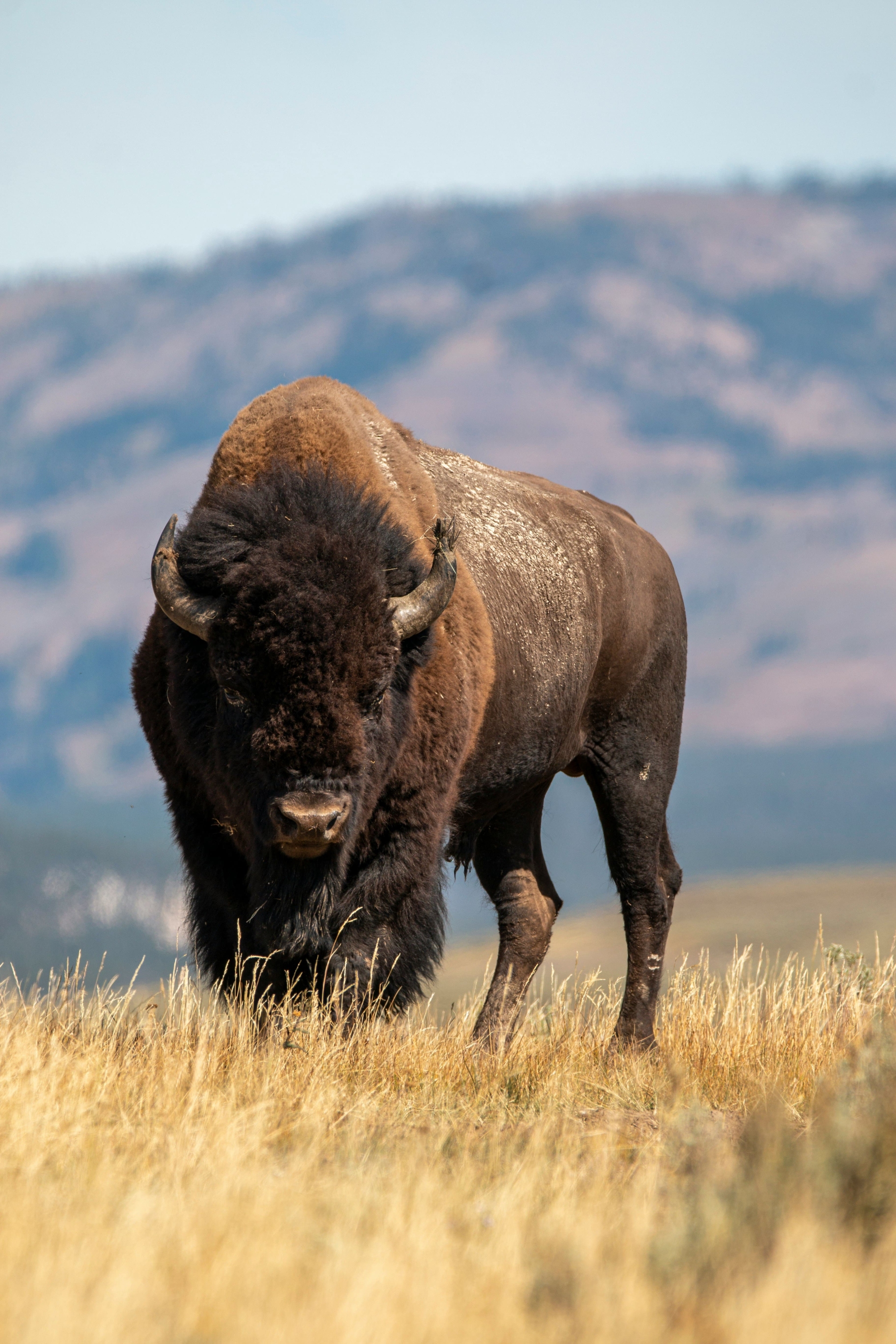 bison-broussailles-yellowstone-wyoming-goutham-ganesh-sivanandam-unsplash