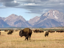 Grand Teton National Park