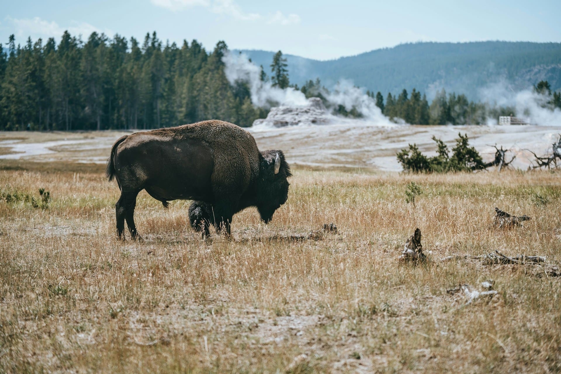 bison-prairie-vapeur-yellowstone-wyoming-ivana-sluneckova-unsplash