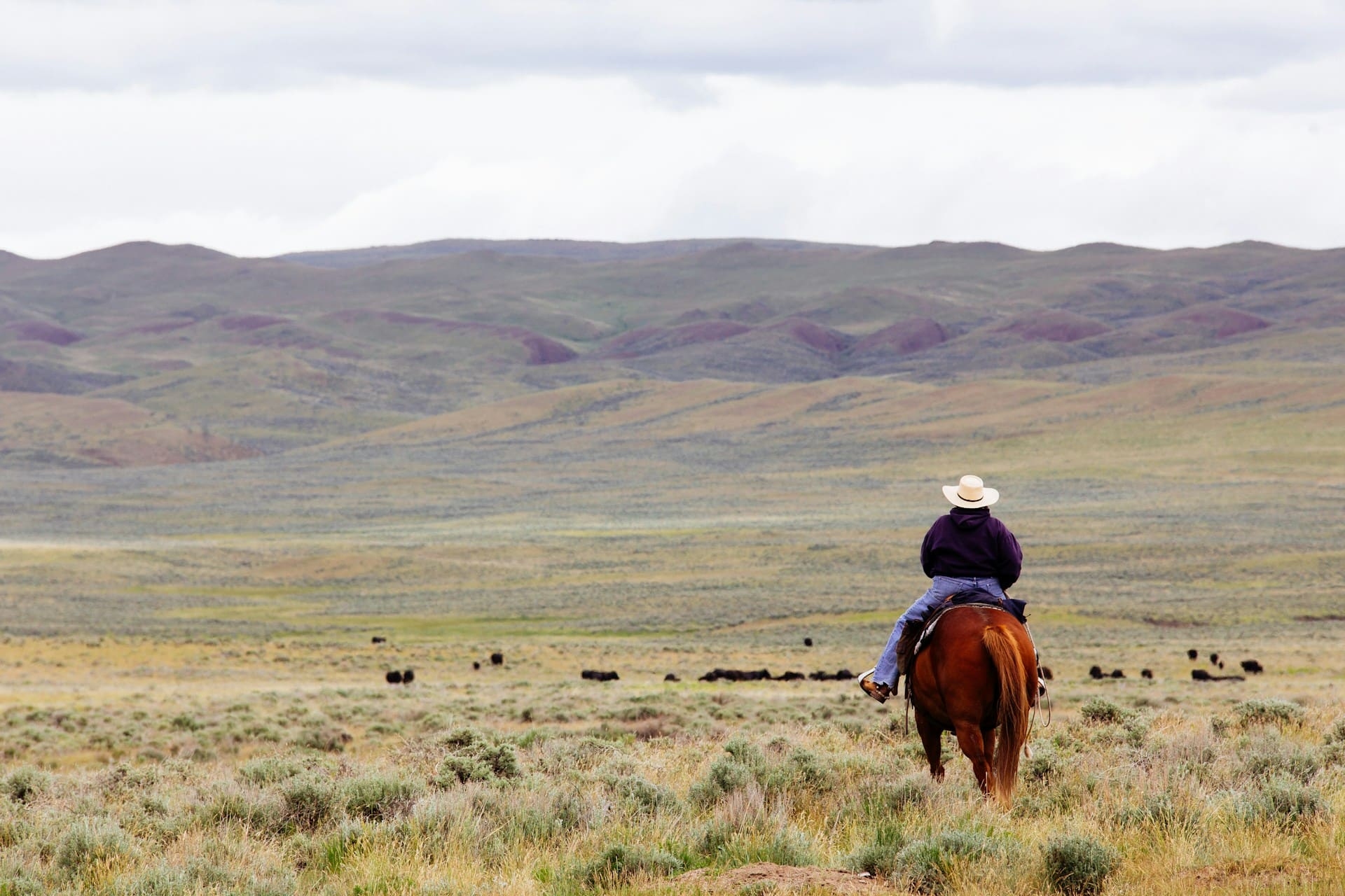 cavaliere-troupeau-grands-espaces-wyoming-john-kakuk-unsplash