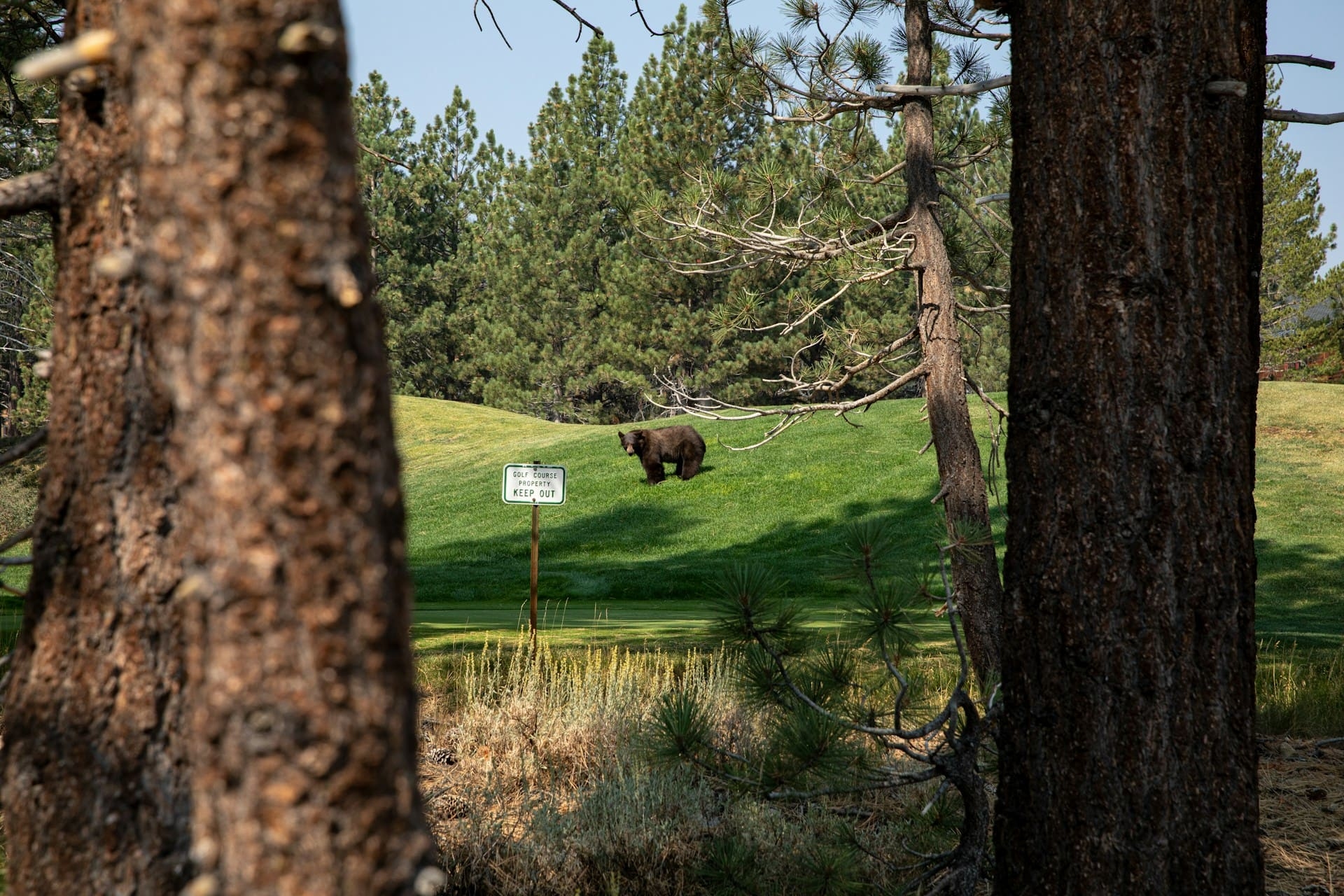Mammoth Lakes