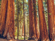 Parc National de Sequoia