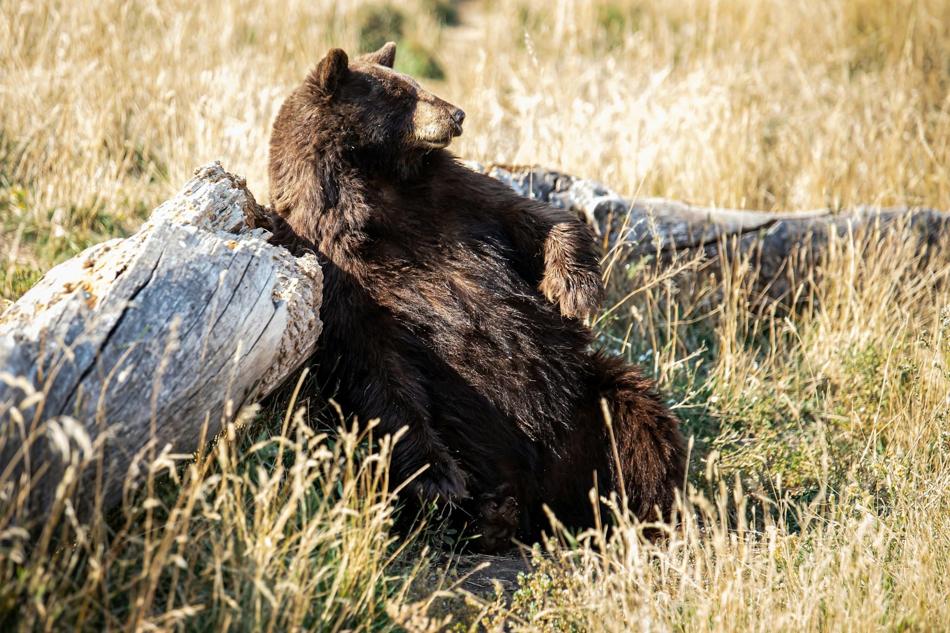 ours-brun-hautes-herbes-yellowstone-wyoming-stephanie-leblanc-unsplash