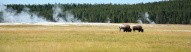 Bisons de Yellowstone