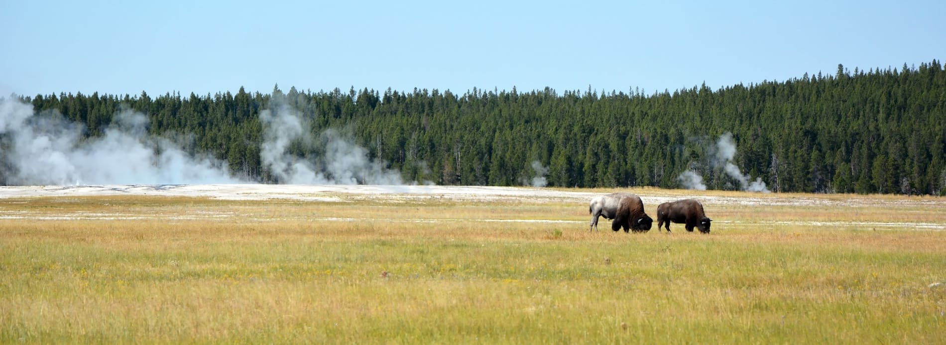 Bisons de Yellowstone