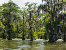 Bayou de Lafayette