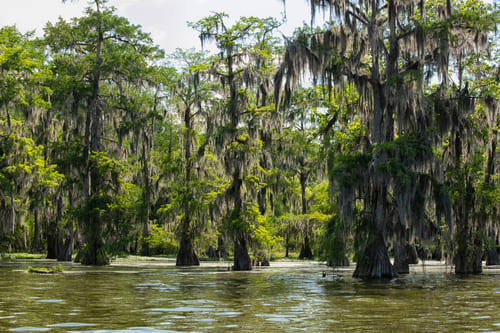 Bayou de Lafayette
