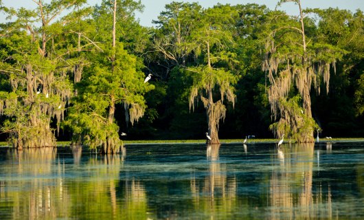 Lac Martin - Louisiane