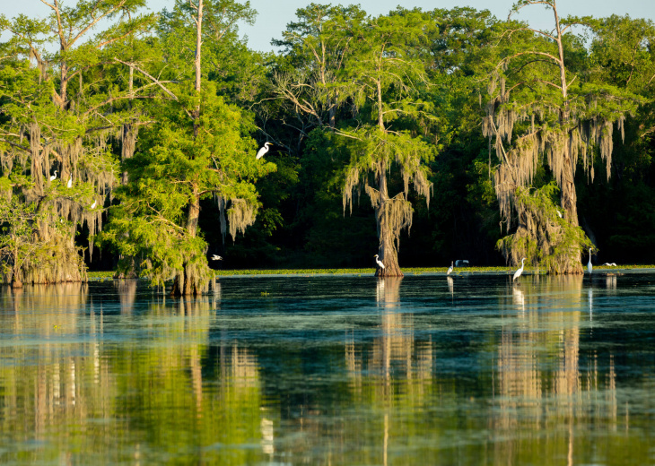 Lac Martin - Louisiane