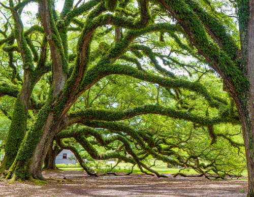Vacherie - Plantation d'Oak Alley