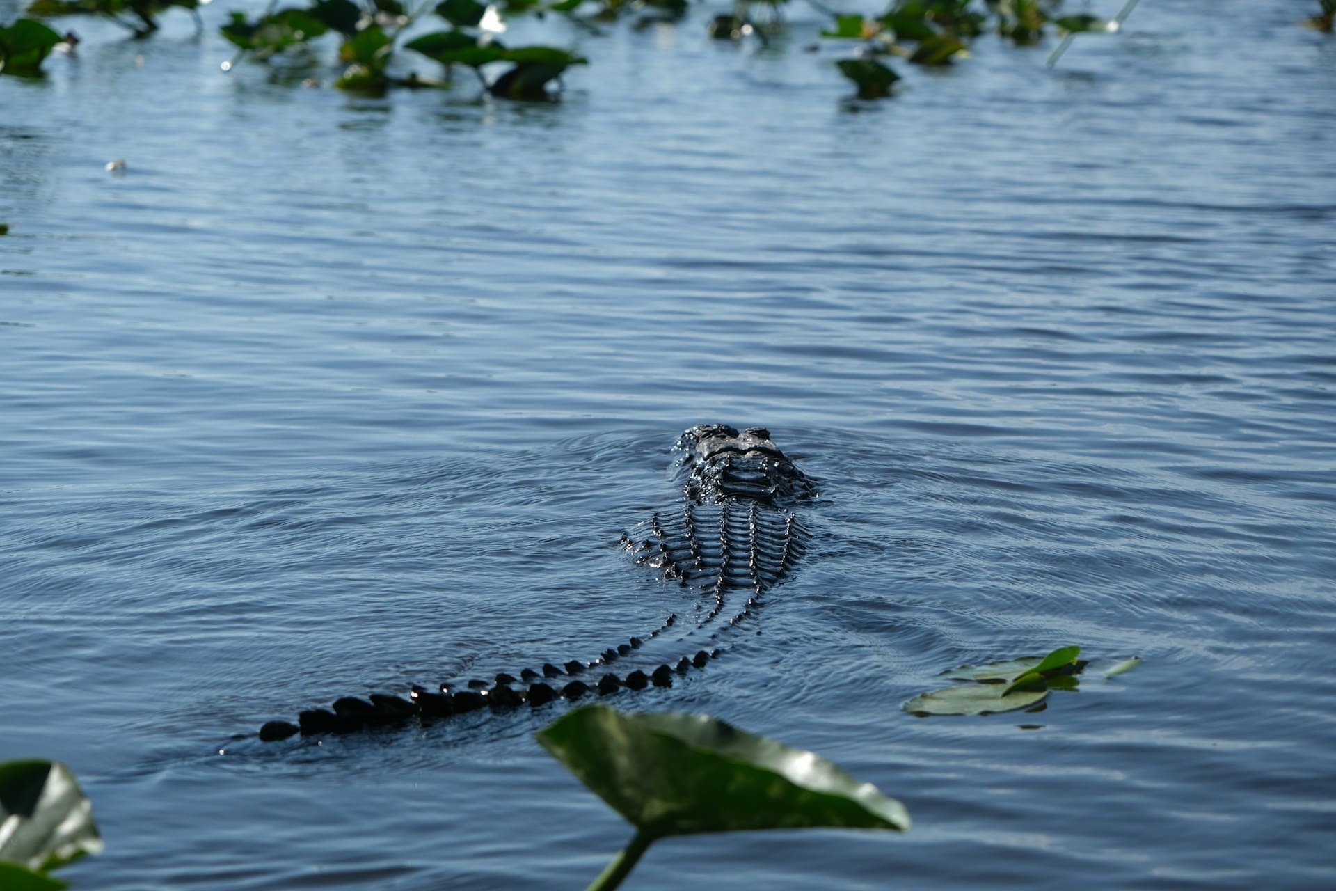 Alligator dans les Everglades