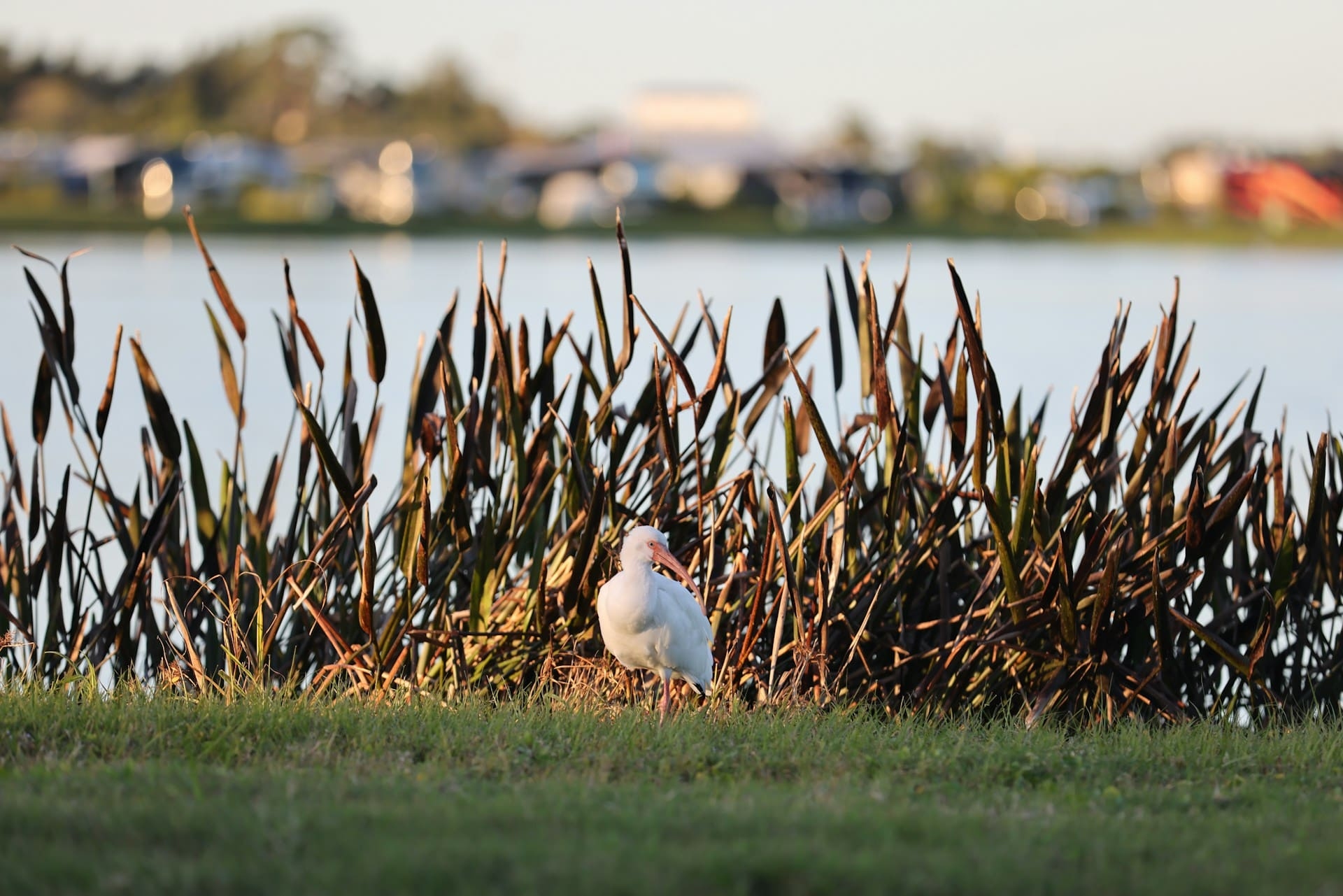 oiseau-parc-usa