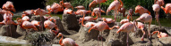 Flamant Rose de San Diego