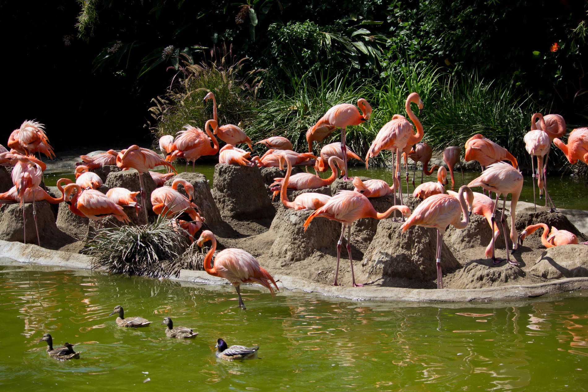Flamant Rose de San Diego