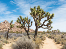 Joshua Tree National Park