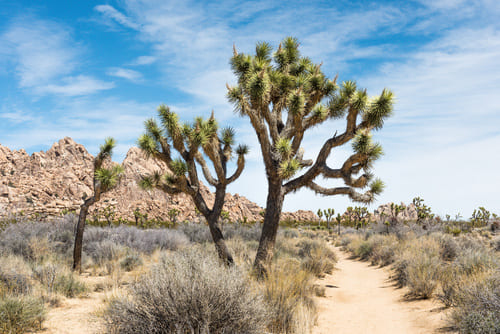 Joshua Tree National Park