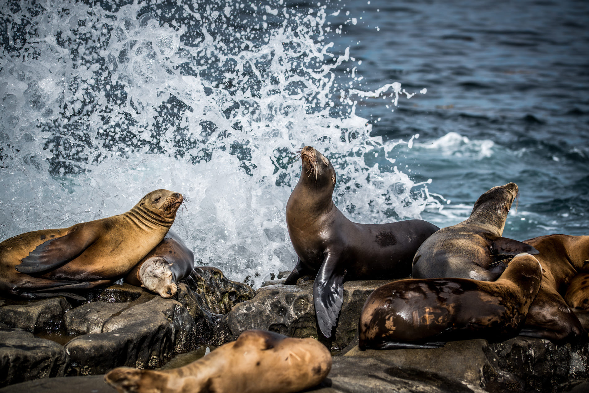 Lion De Mer - San Diego