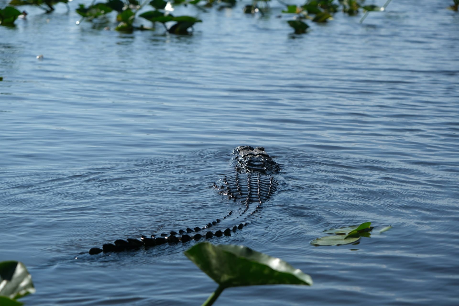 alligator dans les Everglades, Florida, USA