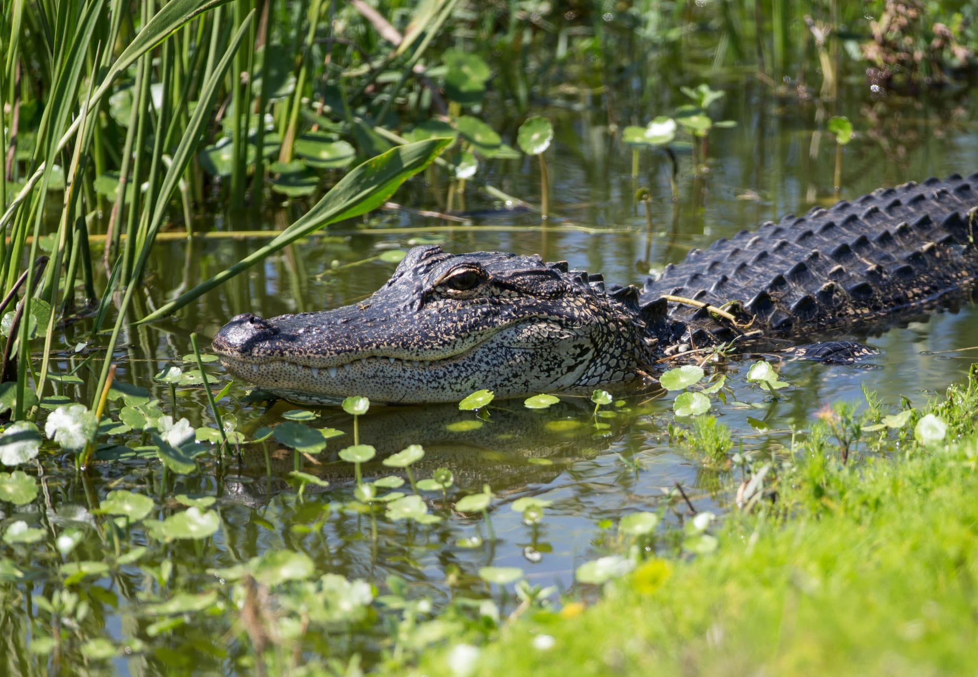 Alligators