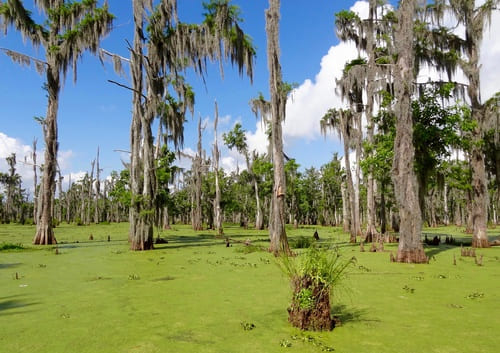 Bayou