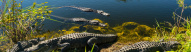 Crocodiles Everglades Floride