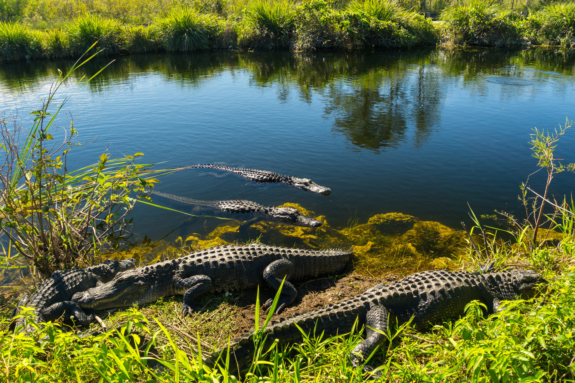 Crocodiles Everglades Floride