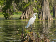 Aigrette neigeuse