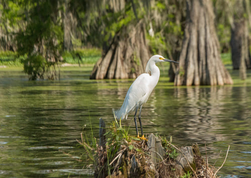 Aigrette neigeuse
