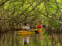 Kayak dans les Everglades