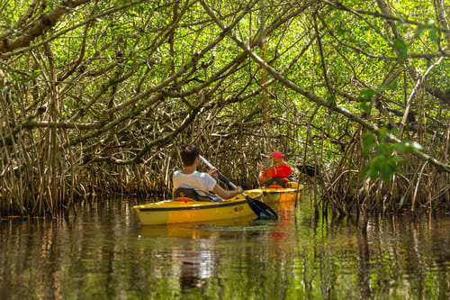 Kayak dans les Everglades