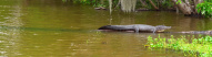 Louisiane Alligators
