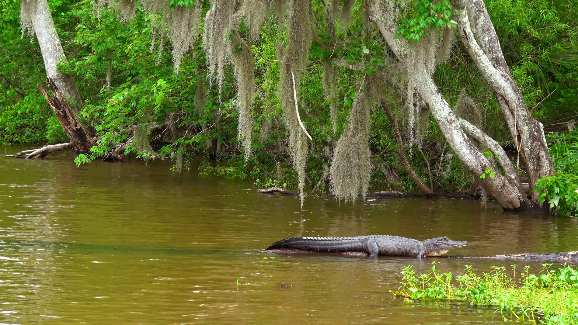 Louisiane Alligators