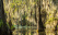 Marais Louisiane