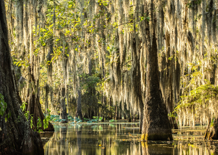 Marais Louisiane