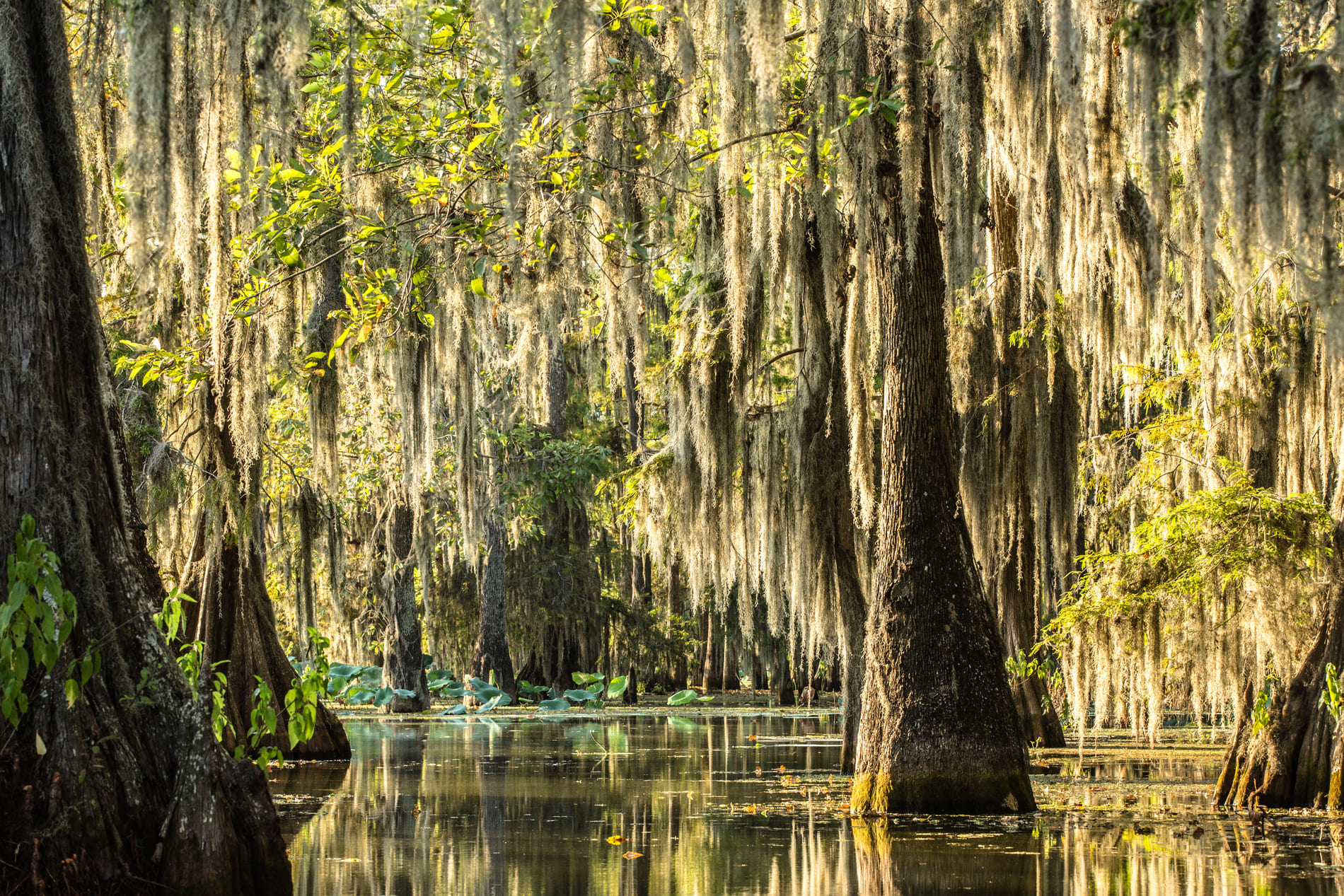 Marais Louisiane