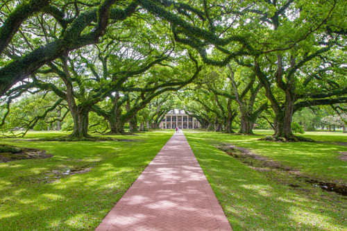 Oak Alley
