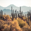 Désert Cactus arizona