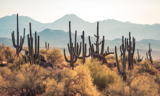 Désert Cactus arizona