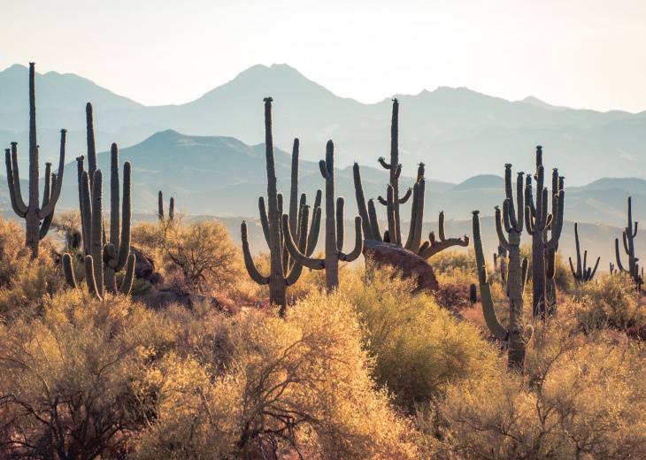 Désert Cactus arizona